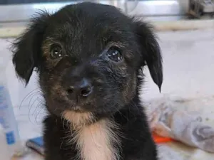 Cachorro raça Border collie misturada idade 2 a 6 meses nome Chanell