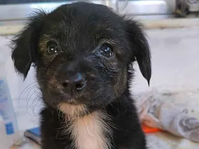 Cachorro raça Border collie misturada idade 2 a 6 meses nome Chanell