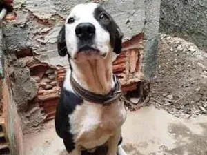 Cachorro raça SRD-ViraLata idade 4 anos nome Zyon