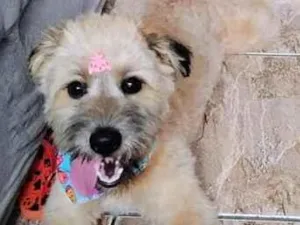Cachorro raça SRD-ViraLata idade 1 ano nome Dora
