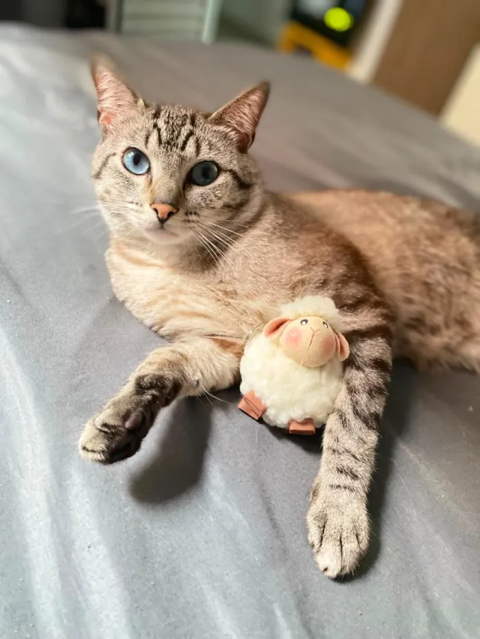 Gato raça SRD-ViraLata idade 4 anos nome Nauê