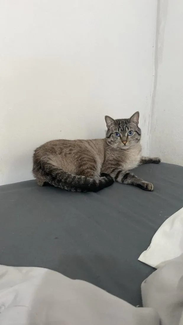 Gato raça SRD-ViraLata idade 4 anos nome Nauê