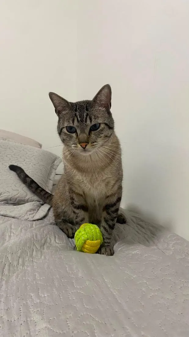 Gato raça SRD-ViraLata idade 4 anos nome Nauê