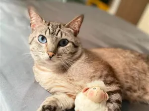 Gato raça SRD-ViraLata idade 4 anos nome Nauê