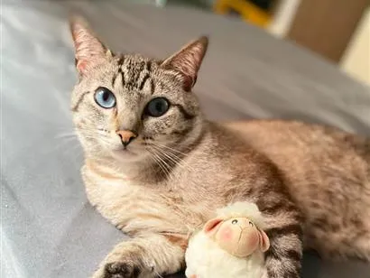 Gato raça SRD-ViraLata idade 2 anos nome Nauê