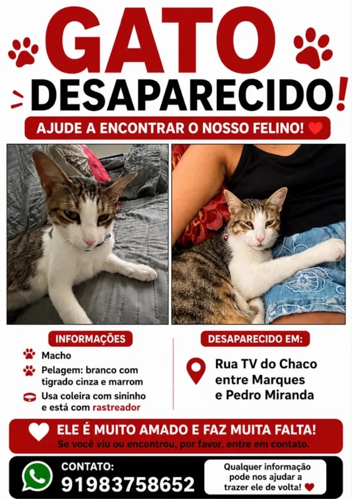 Gato raça SRD-ViraLata idade 1 ano nome Nemo