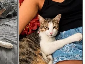 Gato raça SRD-ViraLata idade 1 ano nome Nemo