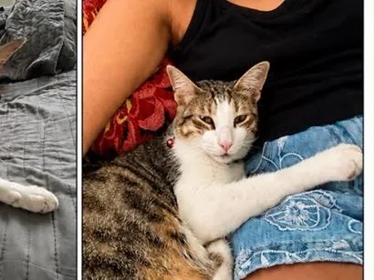 Gato raça SRD-ViraLata idade 1 ano nome Nemo