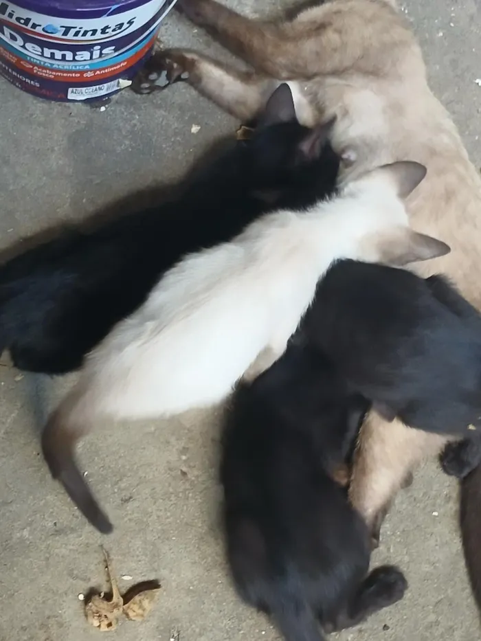 Gato raça Siamês idade 2 a 6 meses nome .