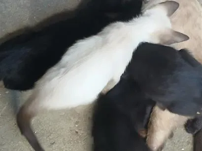 Gato raça Siamês idade 2 a 6 meses nome .