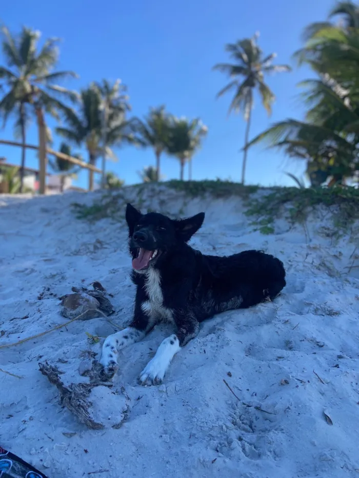Cachorro raça SRD-ViraLata idade 7 a 11 meses nome Bob