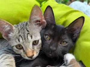 Gato raça SRD-ViraLata idade 2 a 6 meses nome Sem nome