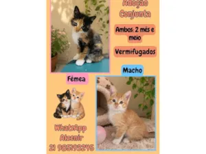 Gato raça SRD-ViraLata idade 2 a 6 meses nome bebê é neném 