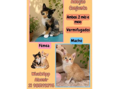 Gato raça SRD-ViraLata idade 2 a 6 meses nome bebê é neném 
