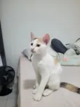 Lilica