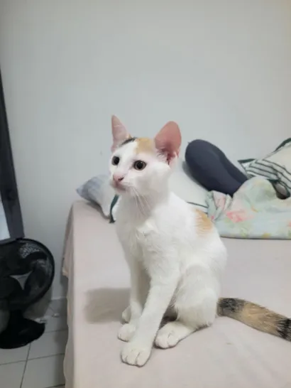 Gato raça SRD-ViraLata idade 2 a 6 meses nome Lilica