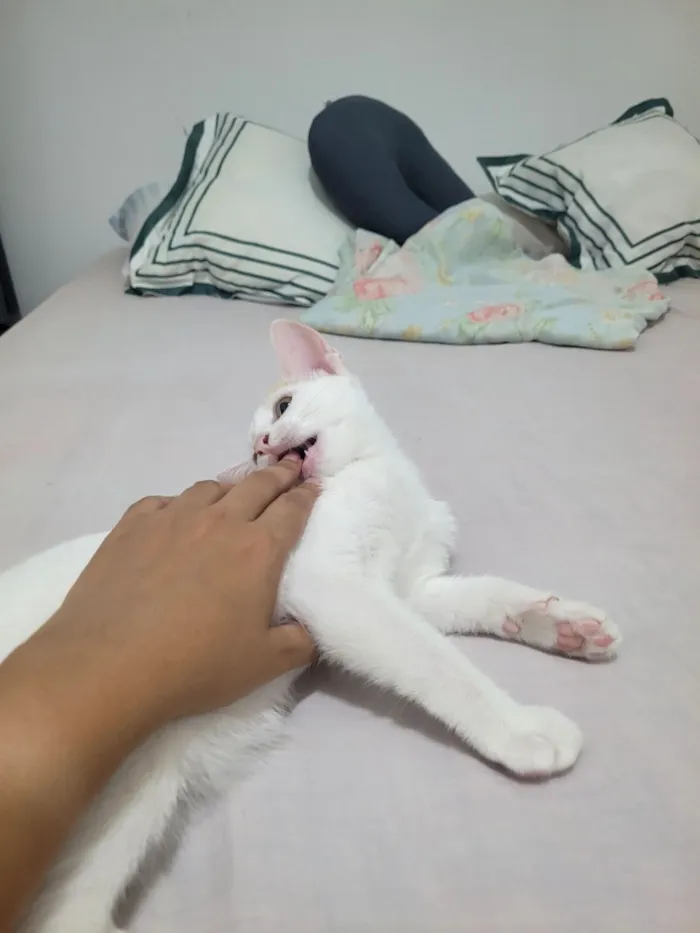 Gato raça SRD-ViraLata idade 2 a 6 meses nome Lilica