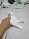 Lilica