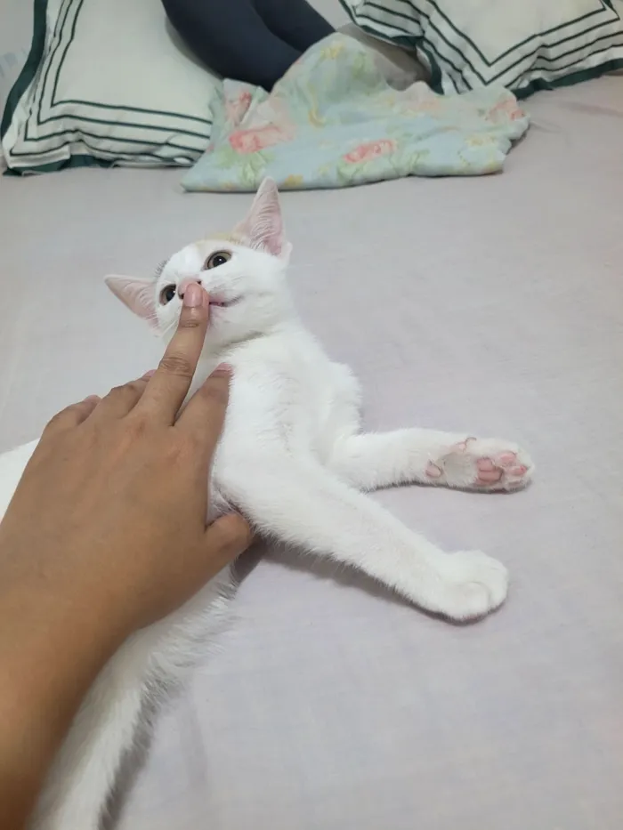 Gato raça SRD-ViraLata idade 2 a 6 meses nome Lilica