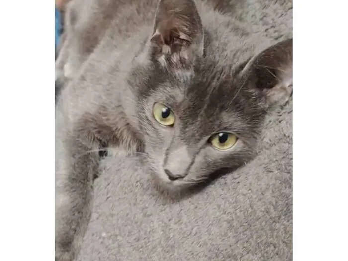 Gato raça SRD-ViraLata idade 1 ano nome Soninha