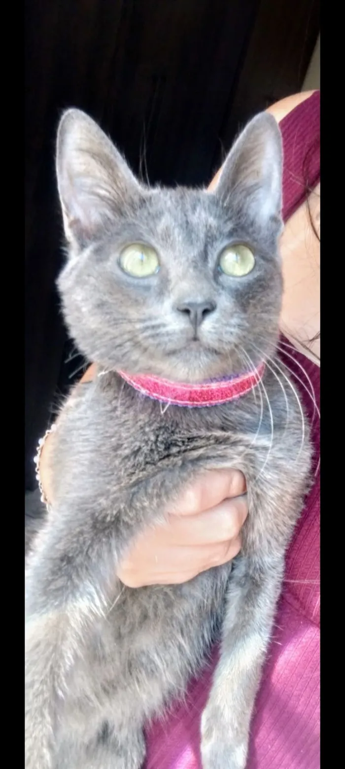 Gato raça SRD-ViraLata idade 1 ano nome Soninha