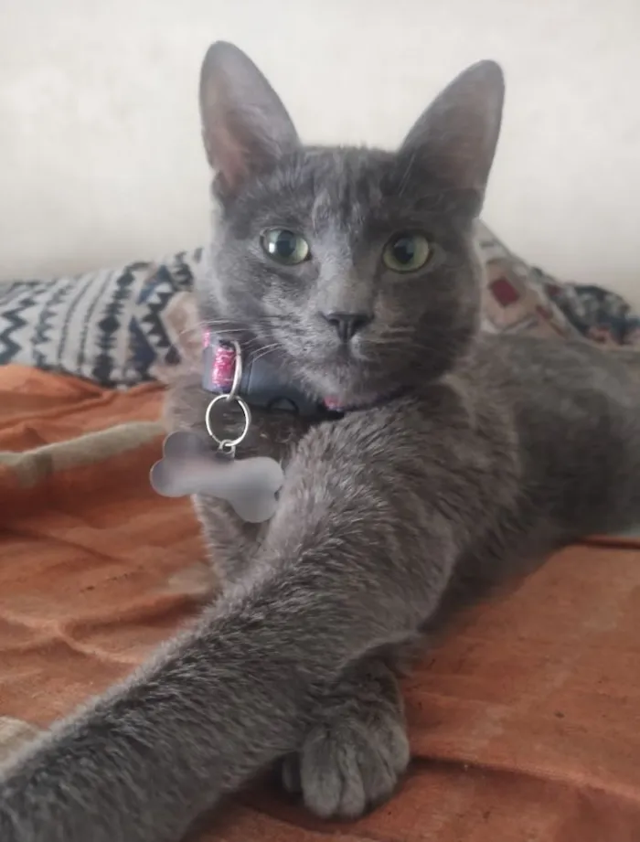 Gato raça SRD-ViraLata idade 1 ano nome Soninha