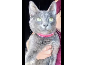 Gato raça SRD-ViraLata idade 1 ano nome Soninha