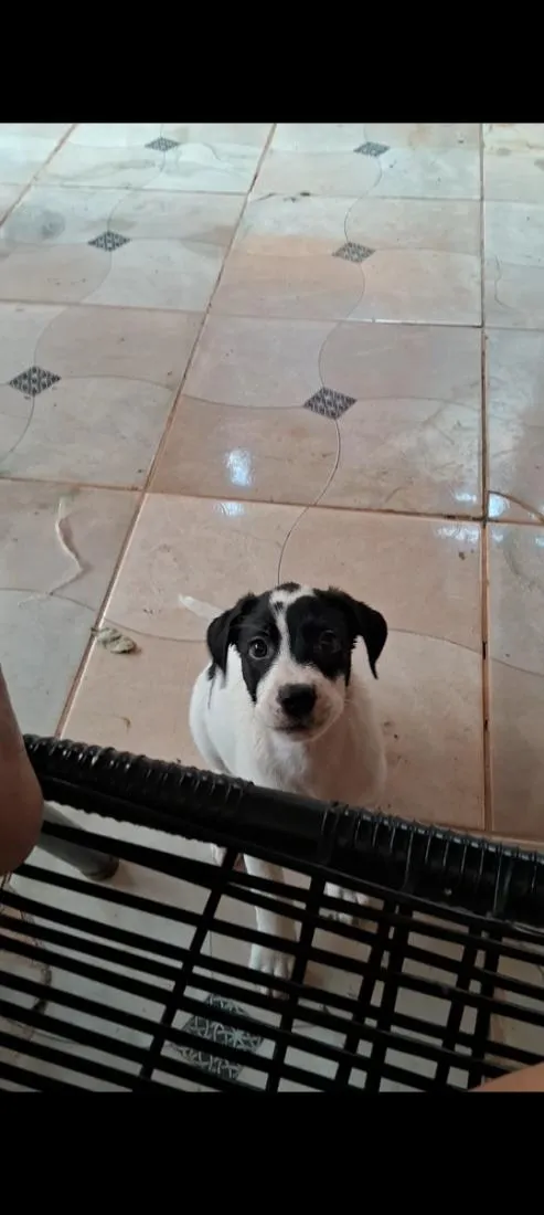 Cachorro raça SRD-ViraLata idade 2 a 6 meses nome MEG