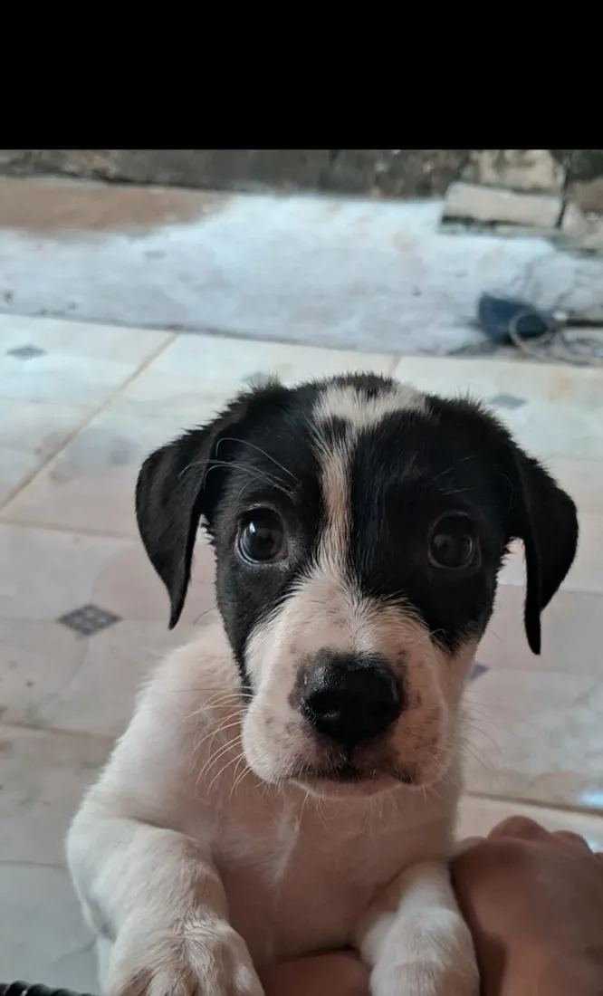 Cachorro raça SRD-ViraLata idade 2 a 6 meses nome MEG