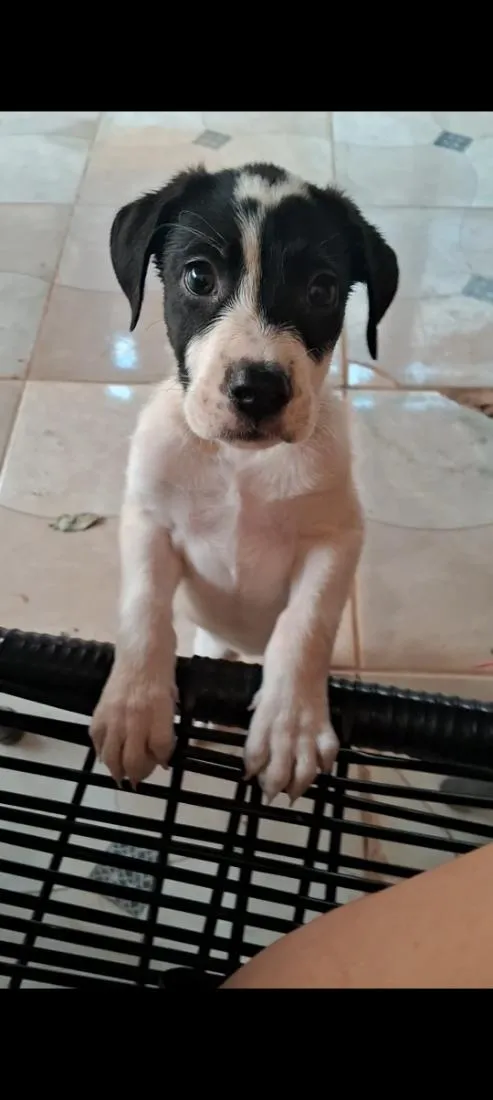 Cachorro raça SRD-ViraLata idade 2 a 6 meses nome MEG