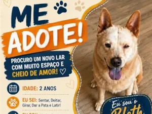 Cachorro raça SRD-ViraLata idade 2 anos nome Bleth