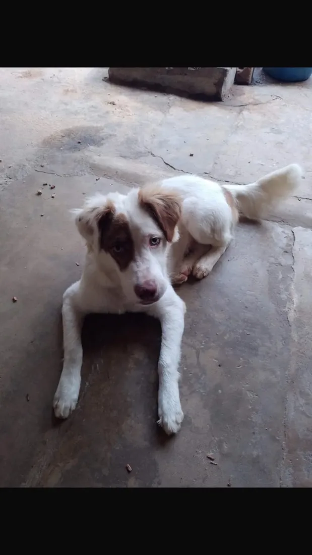 Cachorro raça Pastor Alemão idade 2 anos nome Beethoven