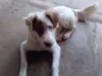 Beethoven
