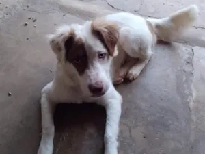 Cachorro raça Pastor Alemão idade 2 anos nome Beethoven