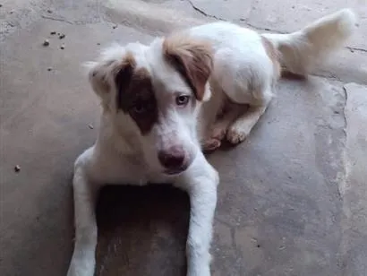 Cachorro raça Pastor Alemão idade 2 anos nome Beethoven