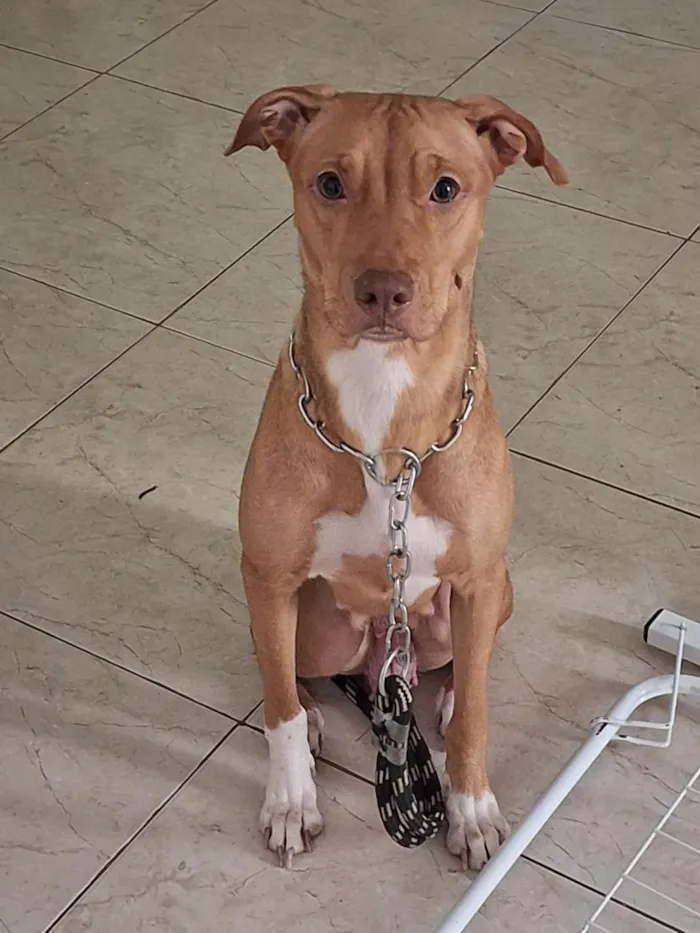 Cachorro raça SRD-ViraLata idade 1 ano nome Maya e Mike