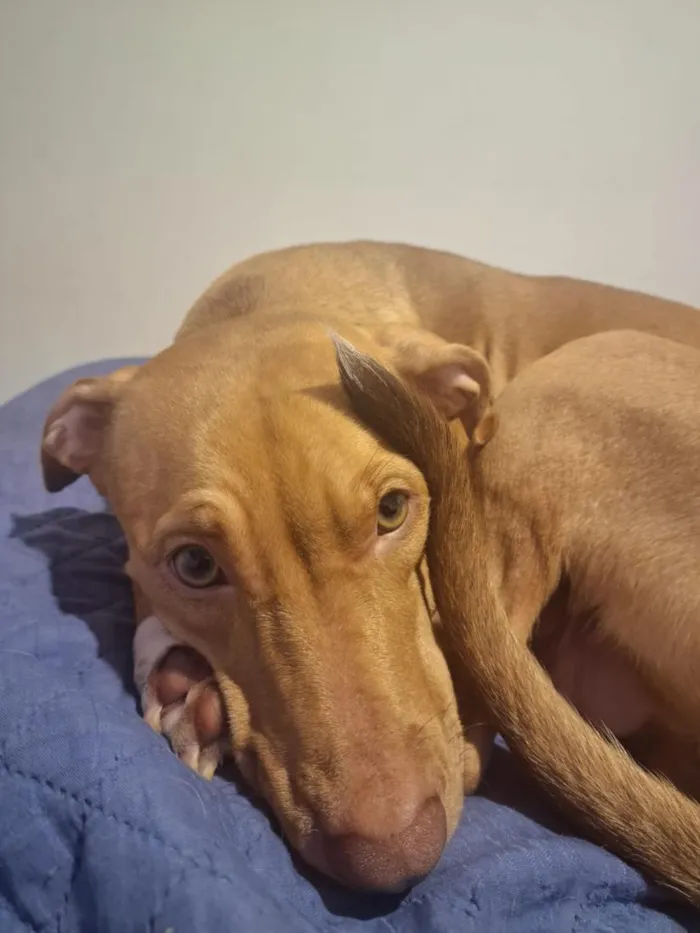 Cachorro raça SRD-ViraLata idade 1 ano nome Maya e Mike
