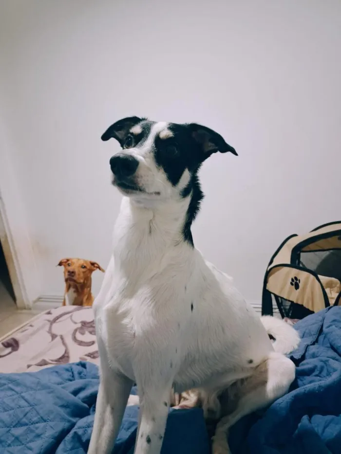 Cachorro raça SRD-ViraLata idade 1 ano nome Maya e Mike