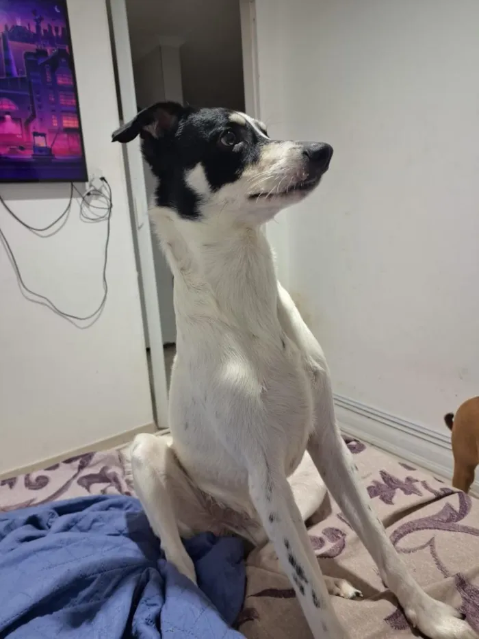 Cachorro raça SRD-ViraLata idade 1 ano nome Maya e Mike