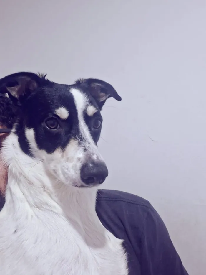 Cachorro raça SRD-ViraLata idade 1 ano nome Maya e Mike