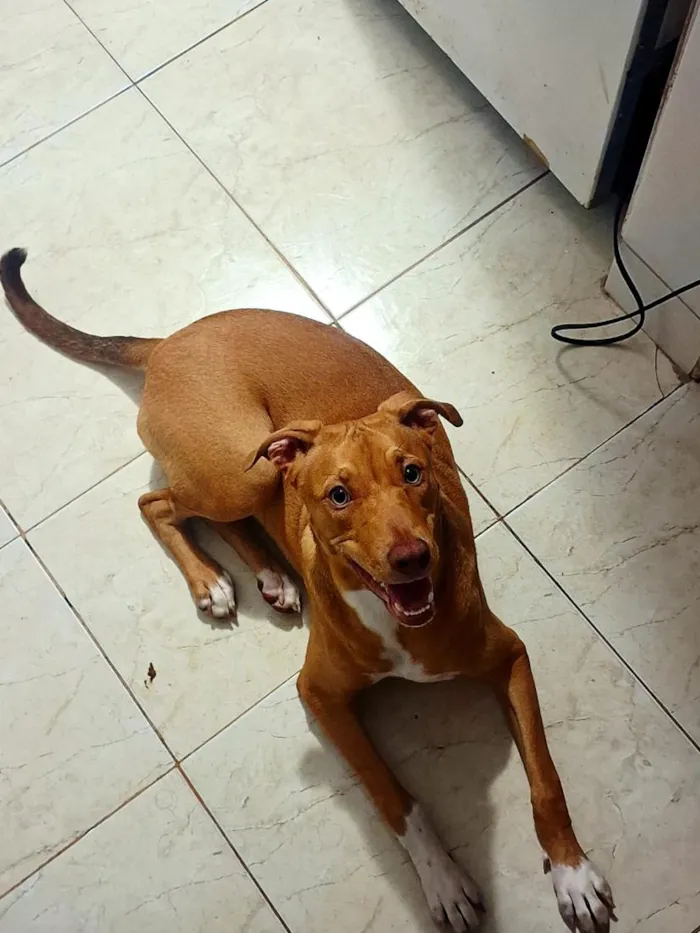 Cachorro raça SRD-ViraLata idade 1 ano nome Maya e Mike