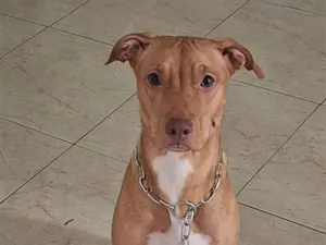 Cachorro raça SRD-ViraLata idade 1 ano nome Maya e Mike