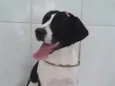 Belinha
