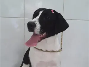 Cachorro raça SRD-ViraLata idade 7 a 11 meses nome Belinha