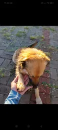 Spike 