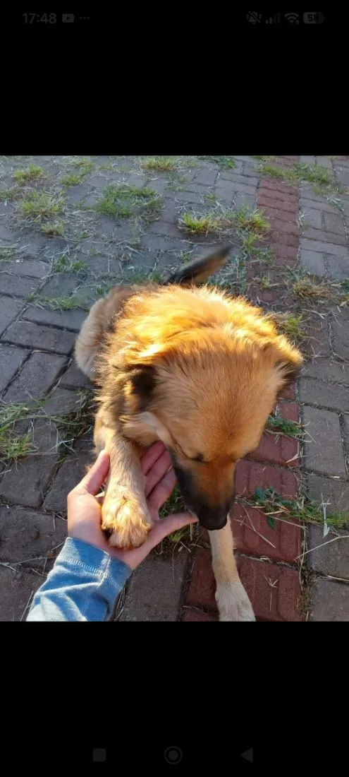 Cachorro raça SRD-ViraLata idade 2 anos nome Spike 