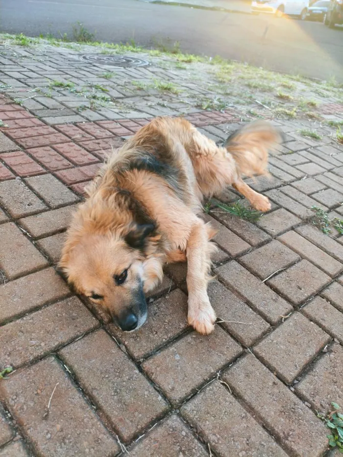 Cachorro raça SRD-ViraLata idade 2 anos nome Spike 