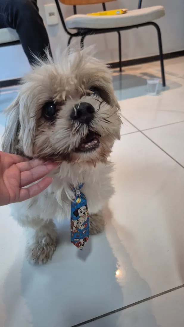 Cachorro raça Shitzu idade  nome ??