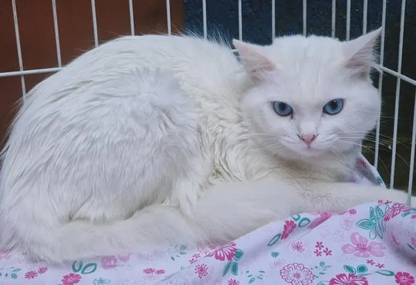 Gato raça SRD-ViraLata idade 2 anos nome TED WHITE