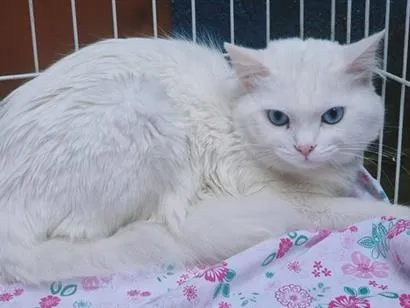 Gato raça SRD-ViraLata idade 2 anos nome TED WHITE